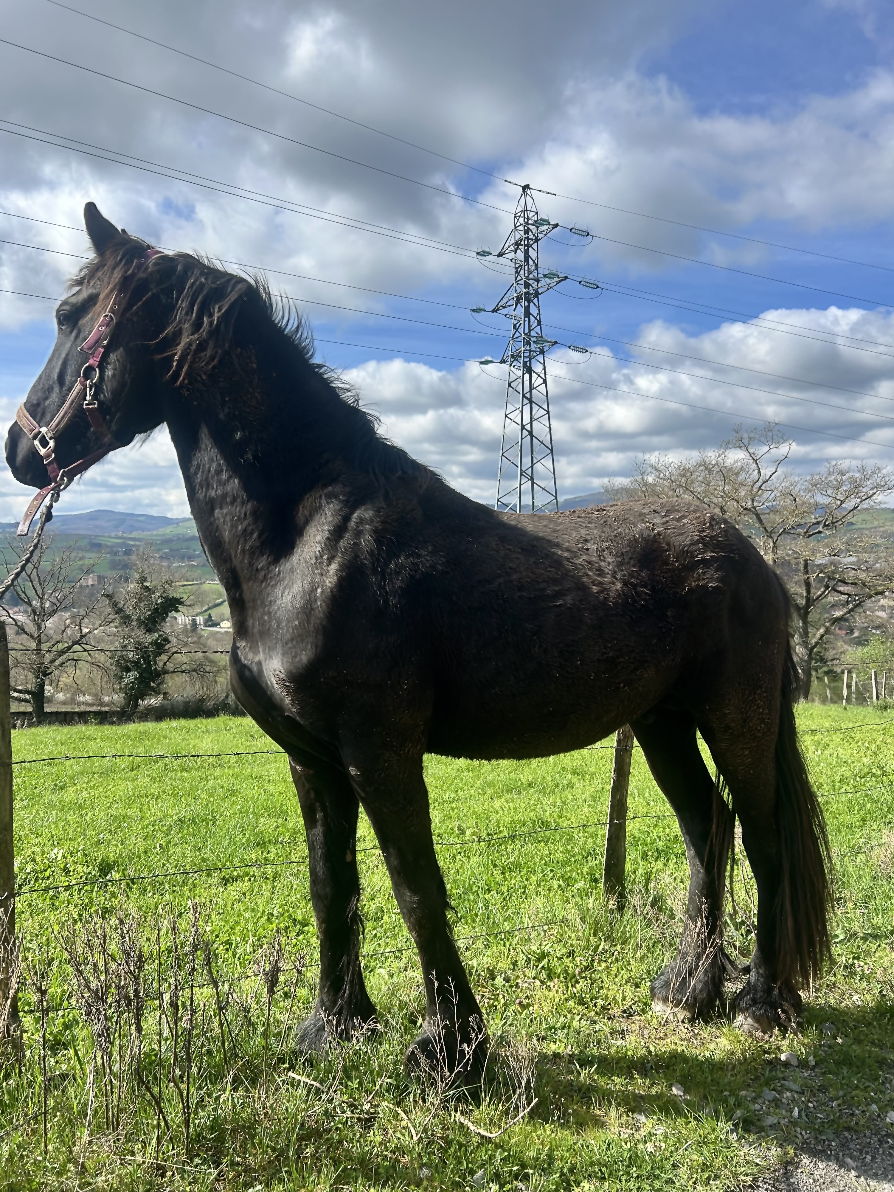 Cheval
