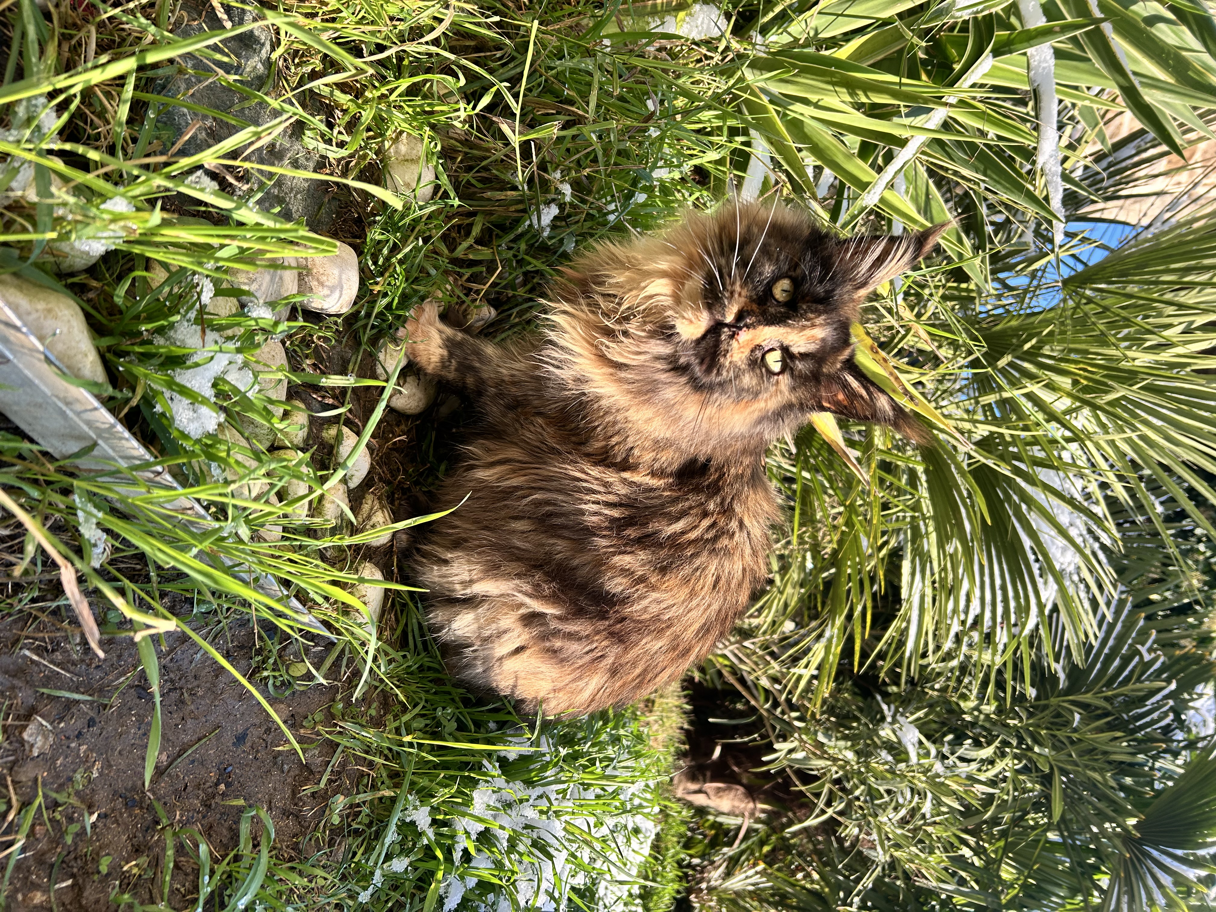 Chat